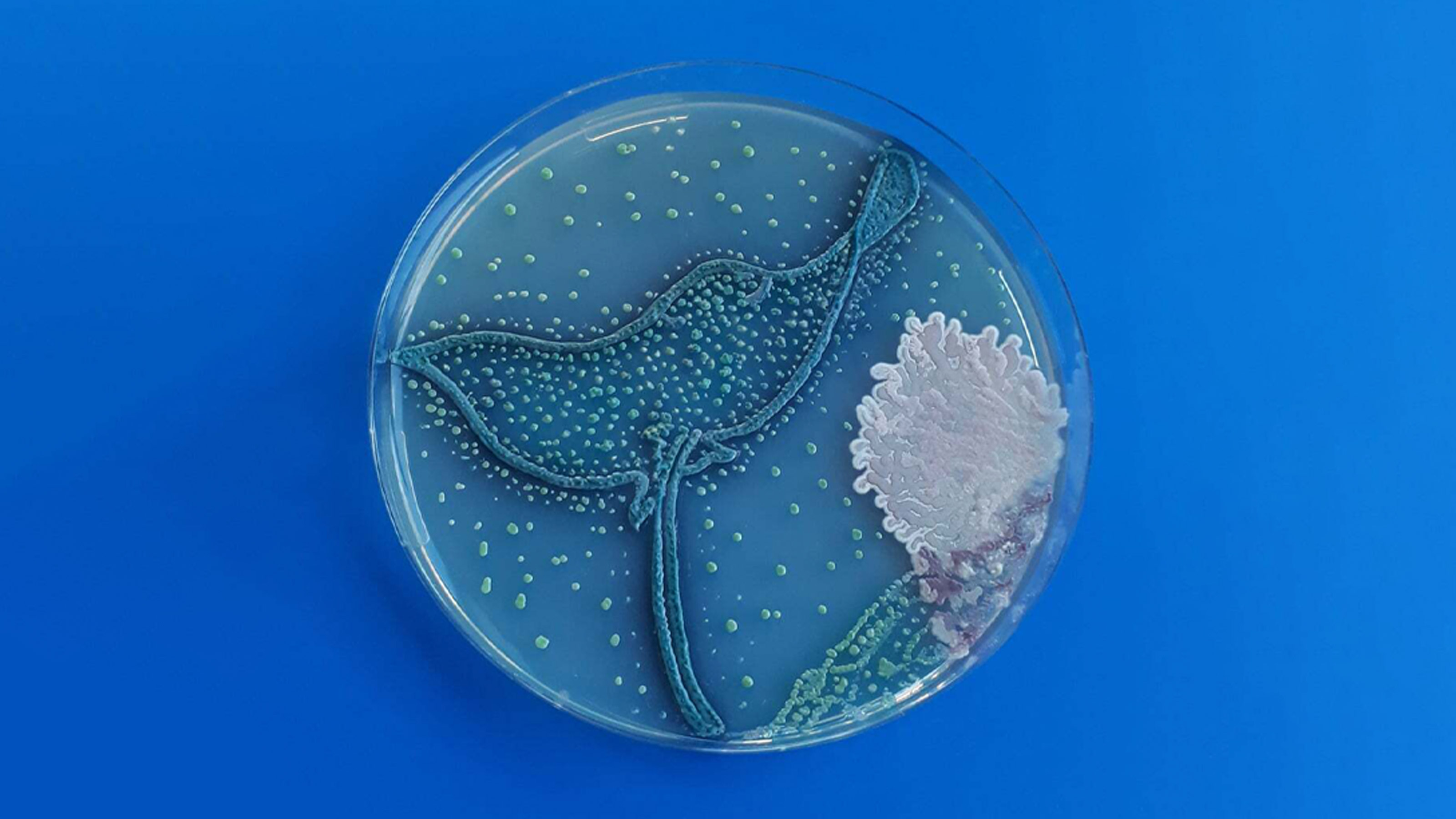 agar art