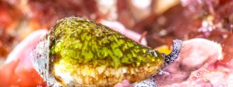 cone snail venom