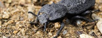 Diabolical Ironclad Beetle