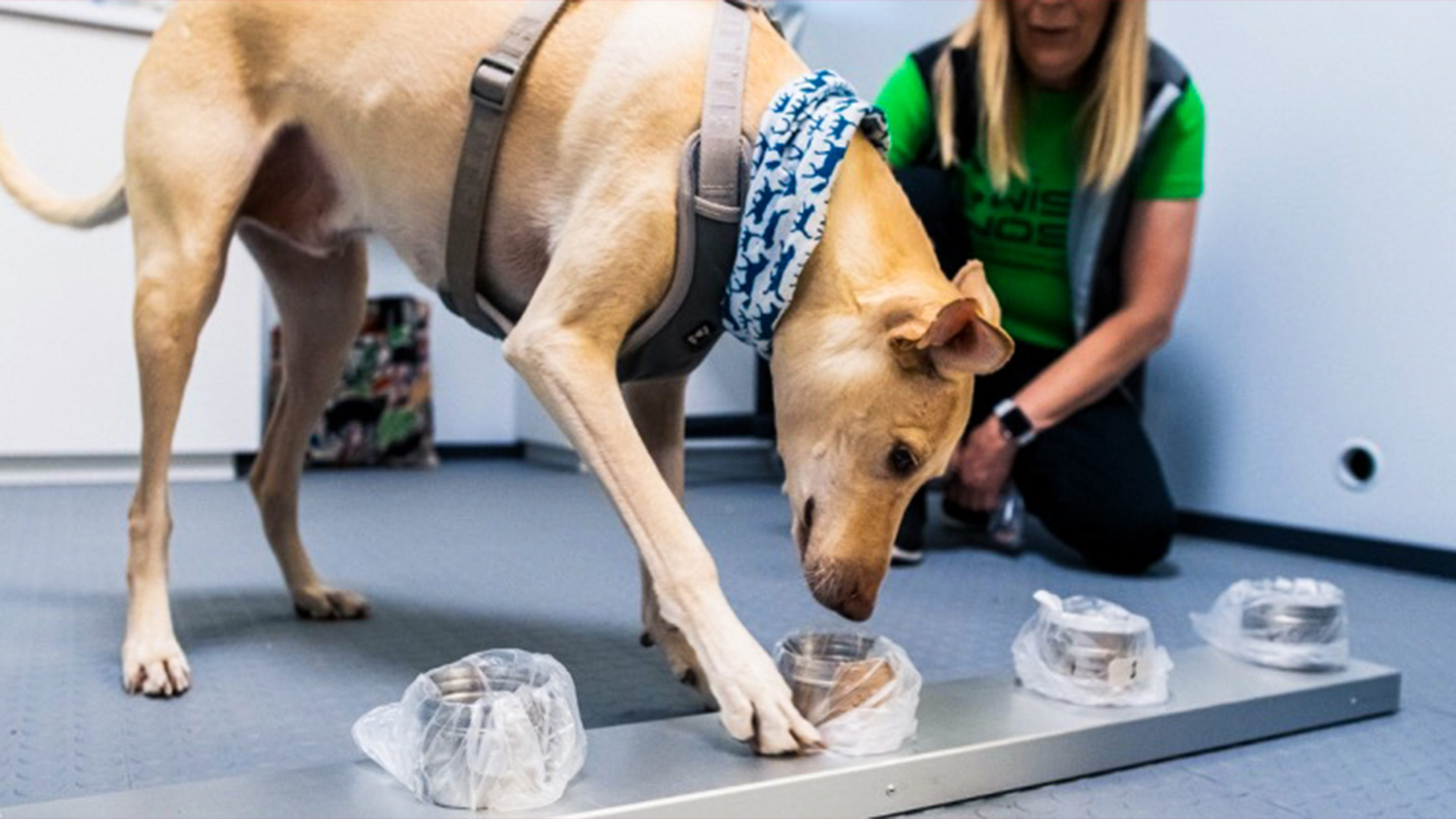 Dogs That Can Smell Coronavirus