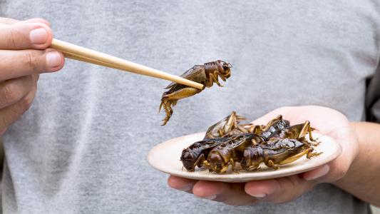 edible insects