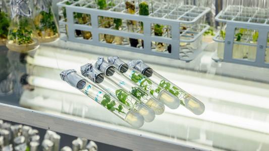 genetically modified trees