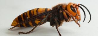 asian giant hornet