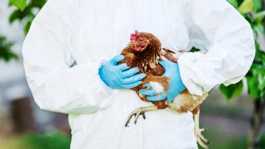 H5N8 bird flu