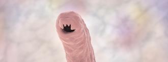 hookworm vaccine