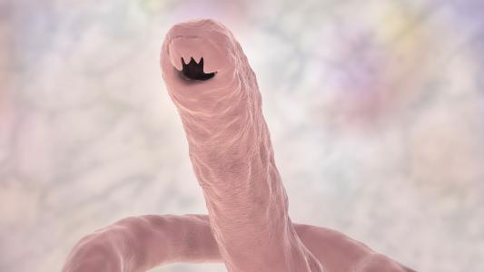 hookworm vaccine