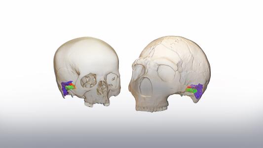 neanderthal communication