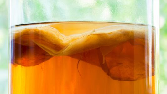 kombucha SCOBY