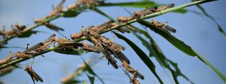 locust swarms animal feed