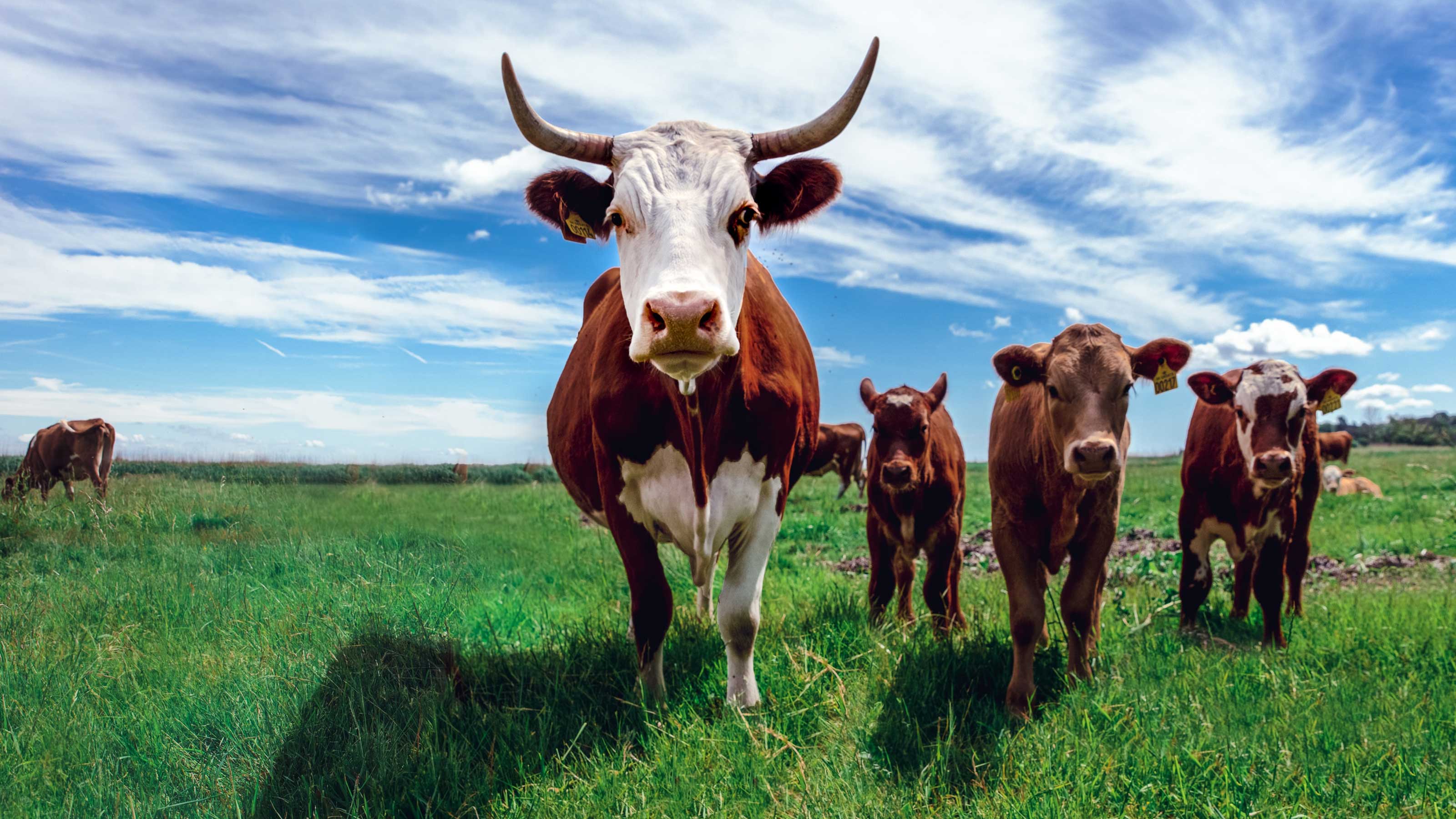 cows methane emissions