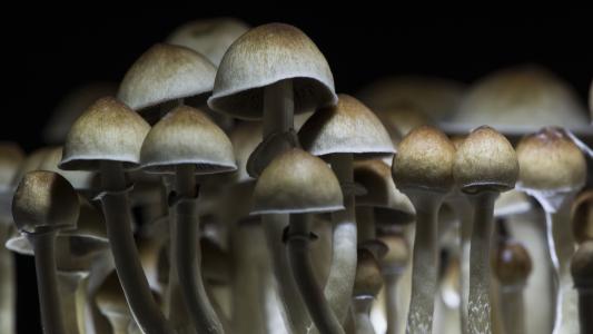 microdosing mushrooms