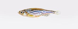 mutant zebrafish