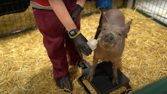 Neuralink Brain Implant