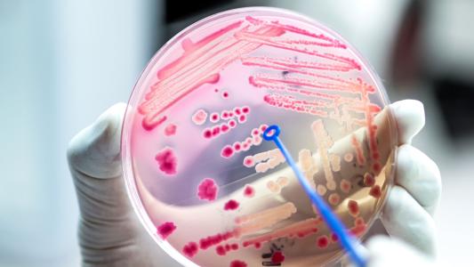 new antibiotic