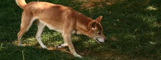 new guinea singing dog