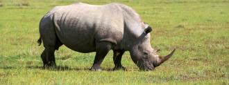 northern white rhino