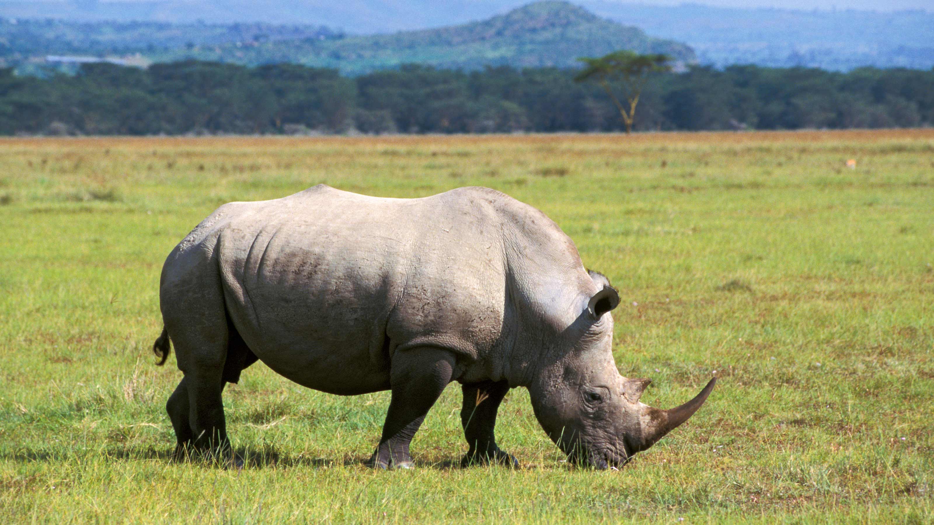 northern white rhino