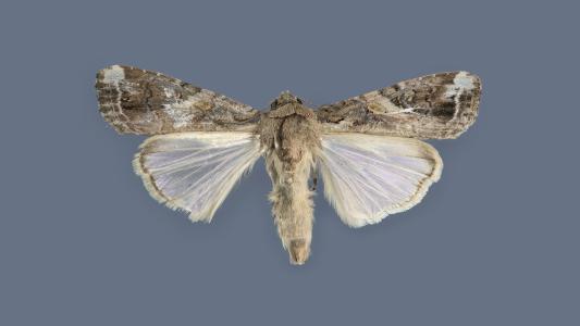 Novavax’s COVID-19 Vaccine