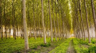 genetically modified poplar trees