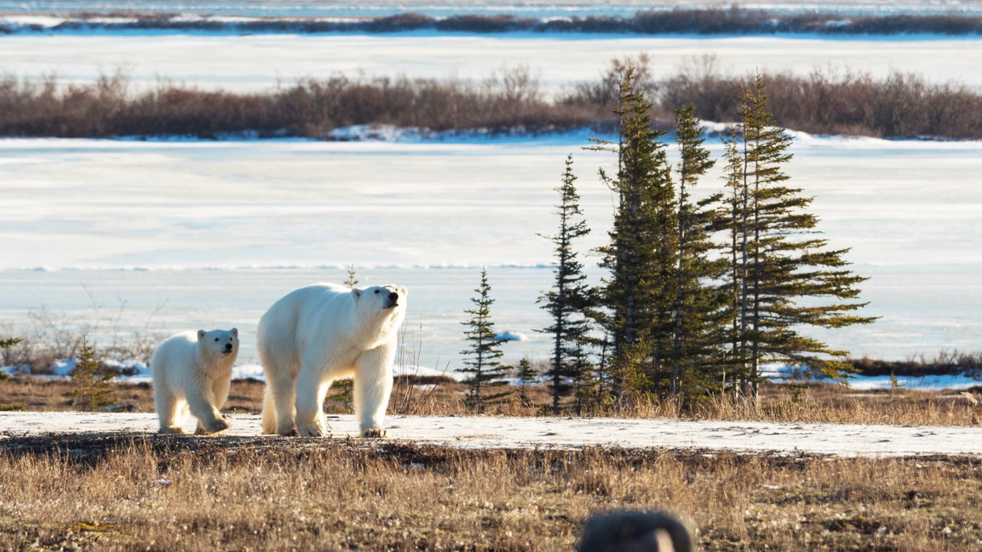 polar bear tracker