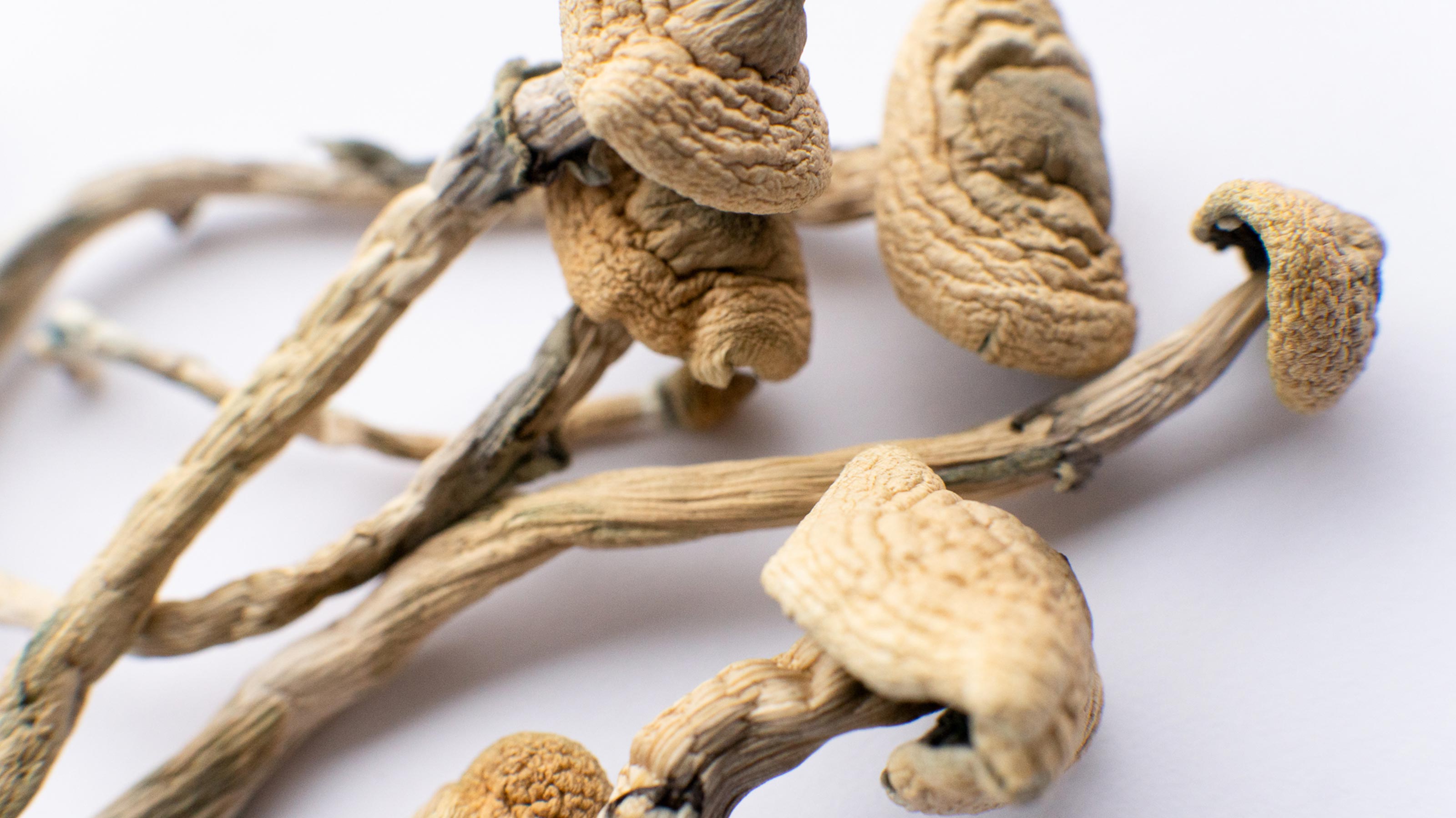 psilocybe cubensis beer yeast