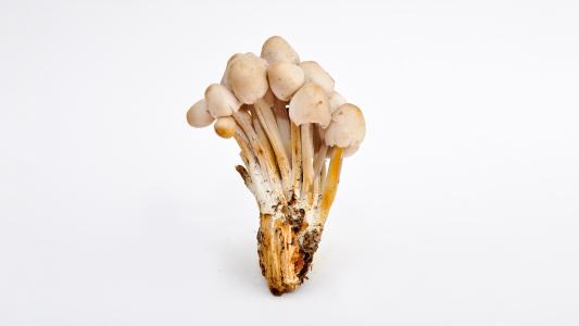 Psilocybin Therapy