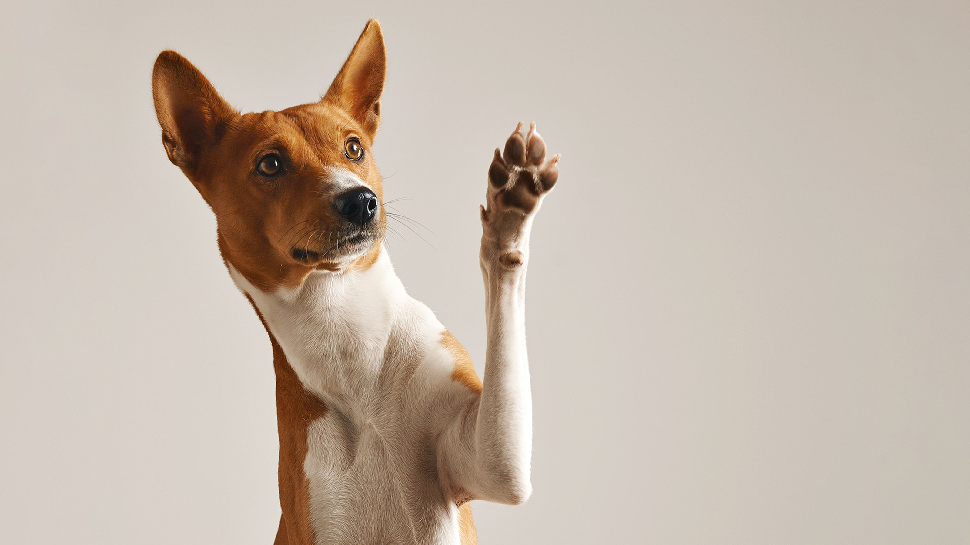 reinforcement learning robots