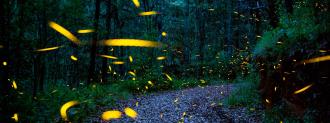 synchronized fireflies