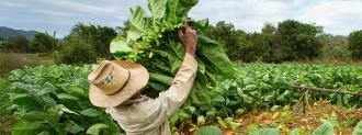 tobacco plant vaccine for flu