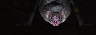 vampire bats