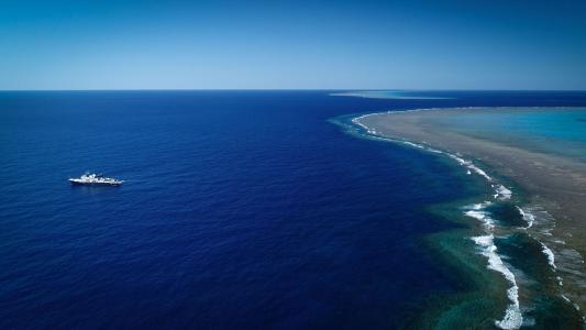 new coral reef