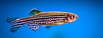 zebrafish Infertility Treatments