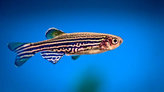 zebrafish  Infertility Treatments