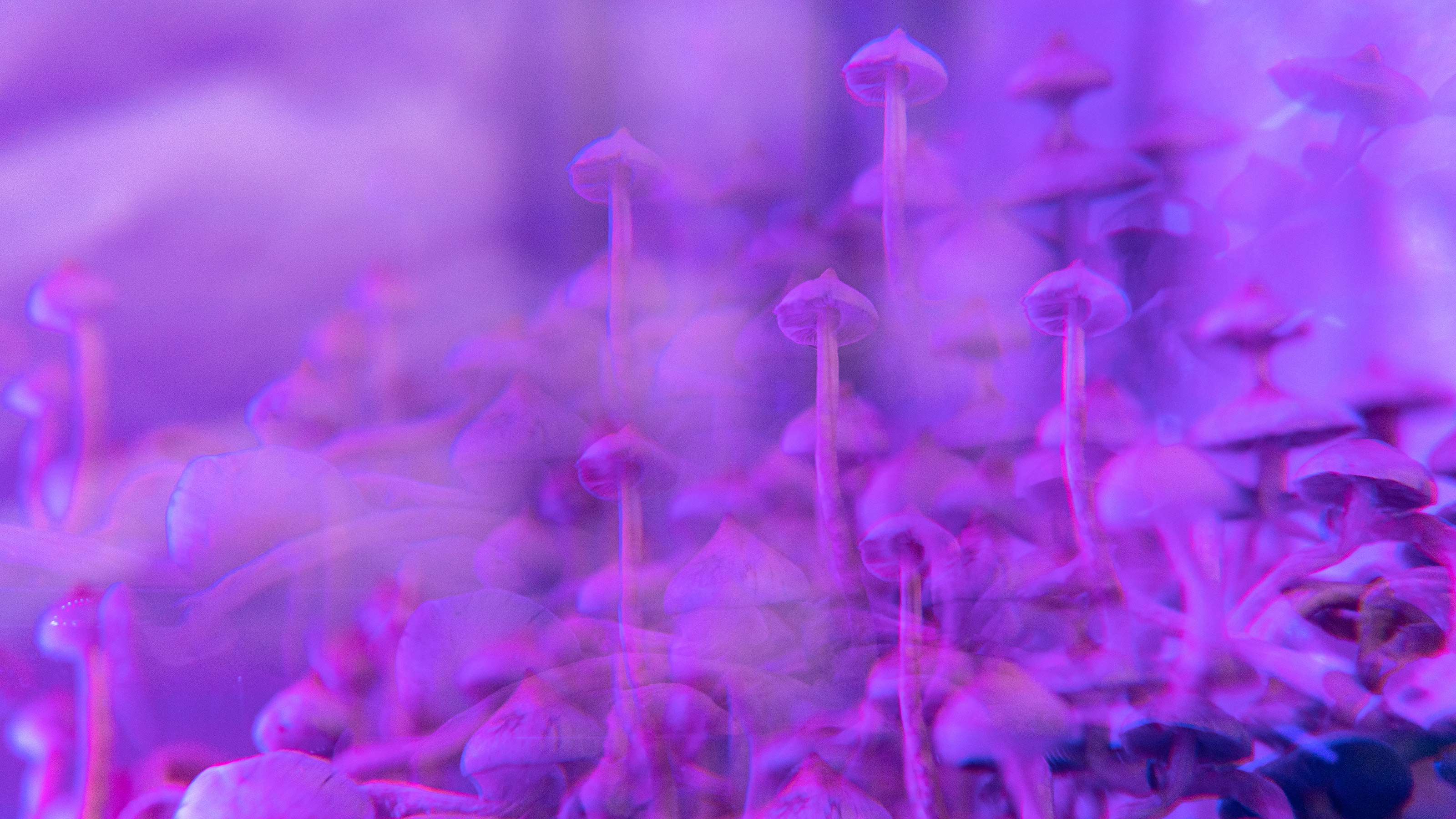 psilocybin for depression