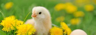 crispr chick culling