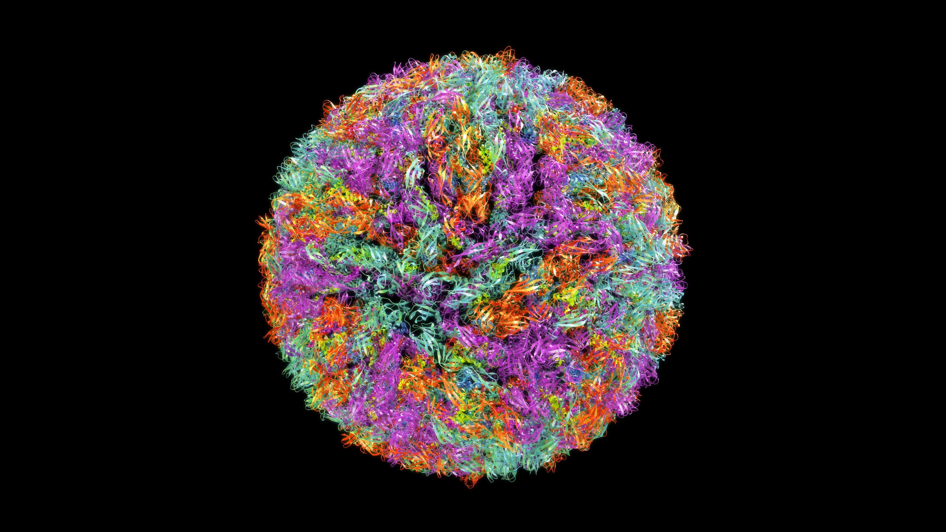 flavivirus