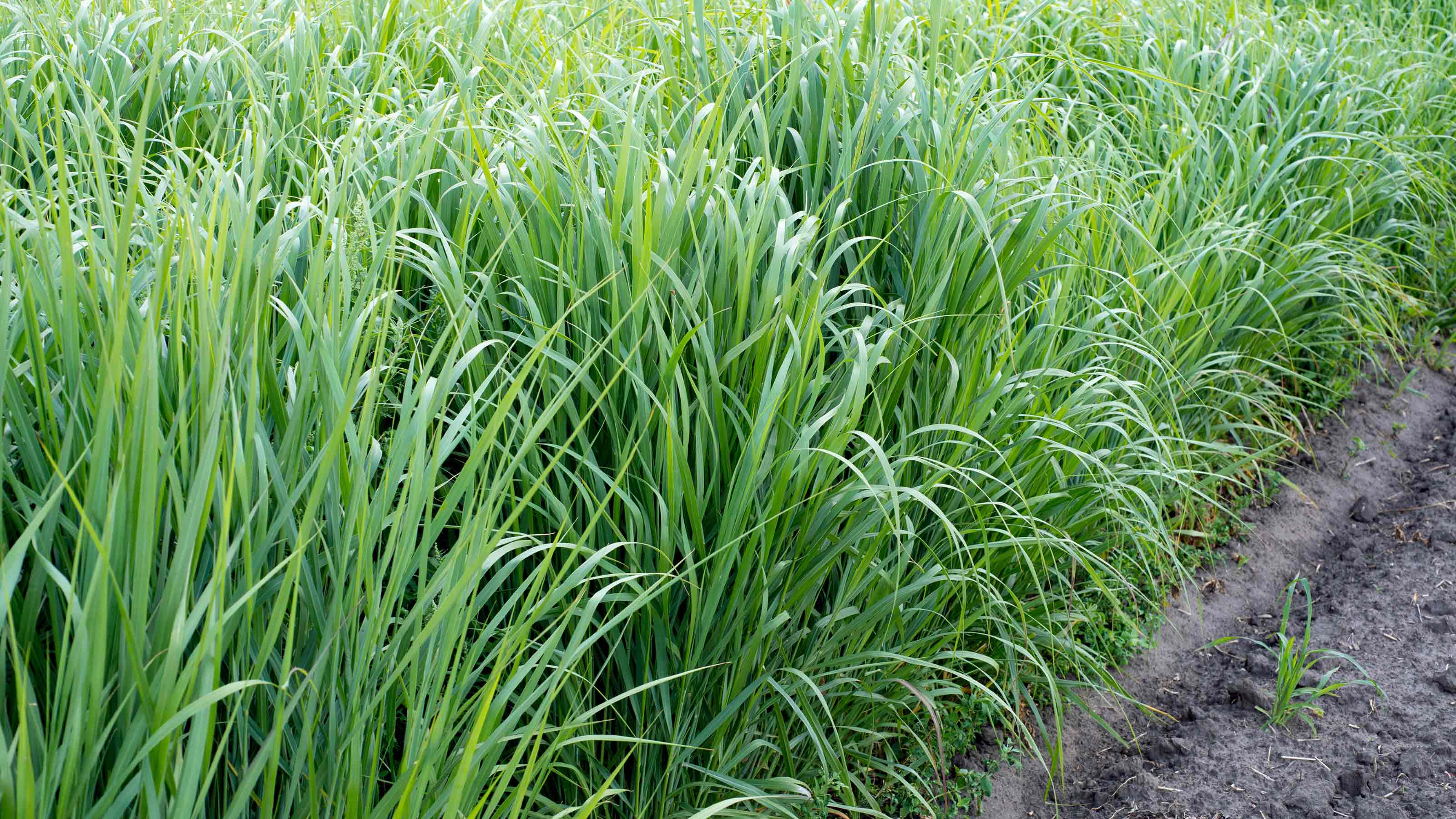 Genetically Modified Grass