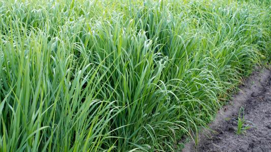 Genetically Modified Grass