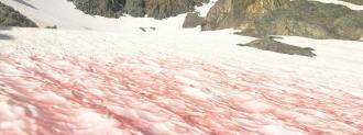 pink snow