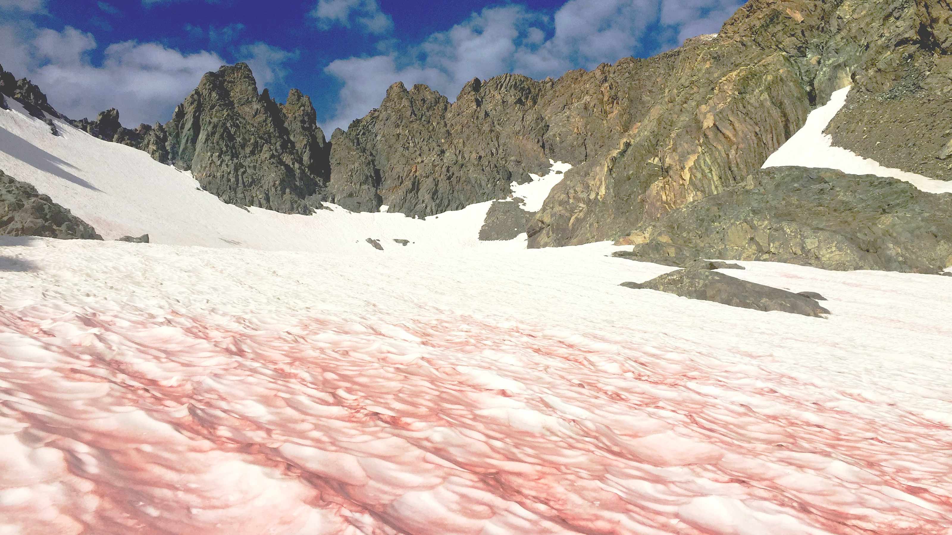 pink snow