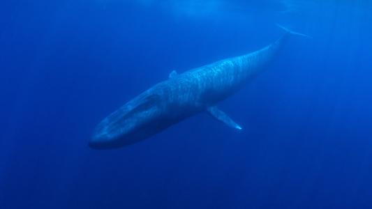 pygmy blue whales