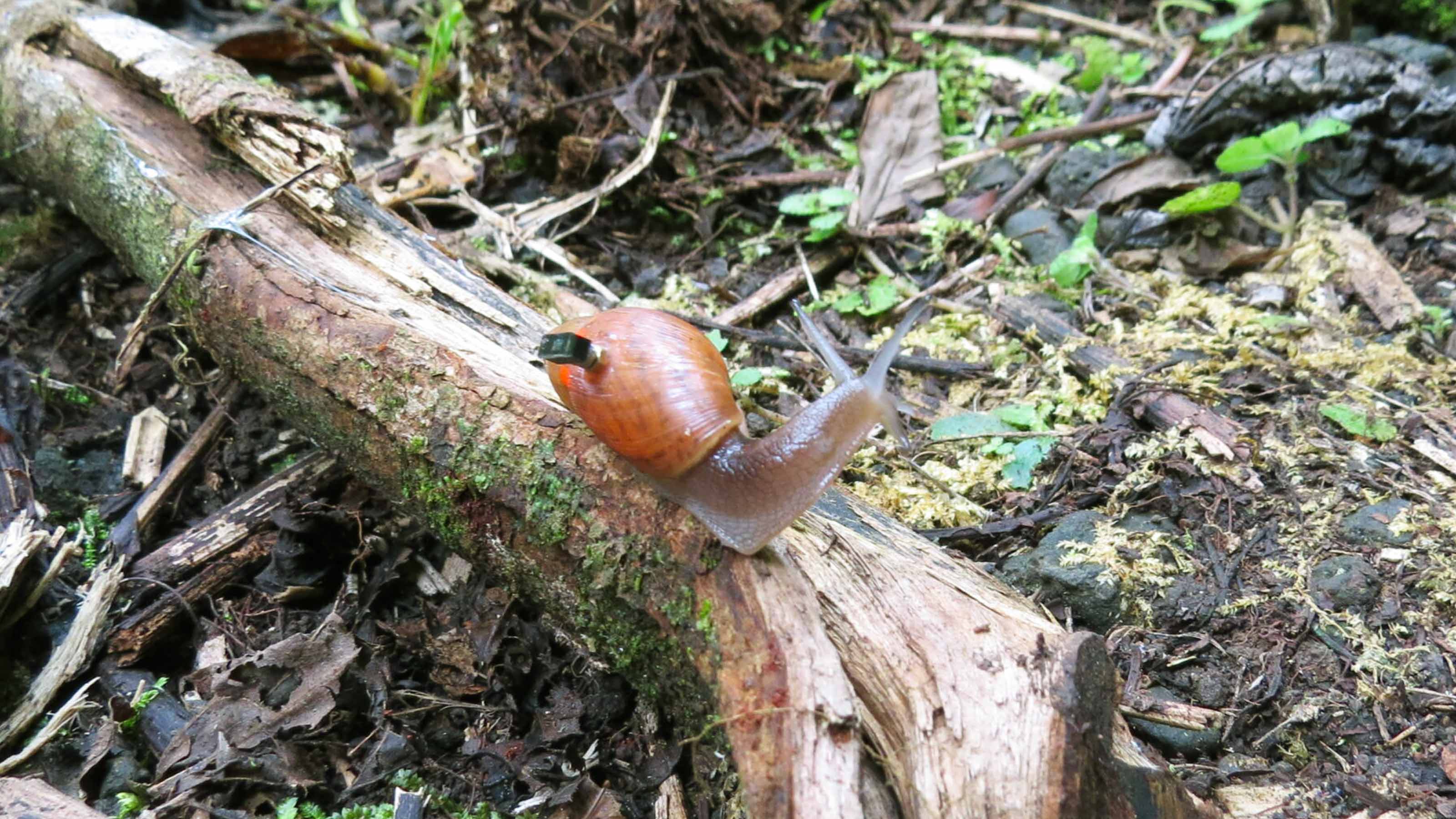 snails wear smallest computer