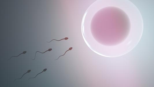 sperm and pregnancy
