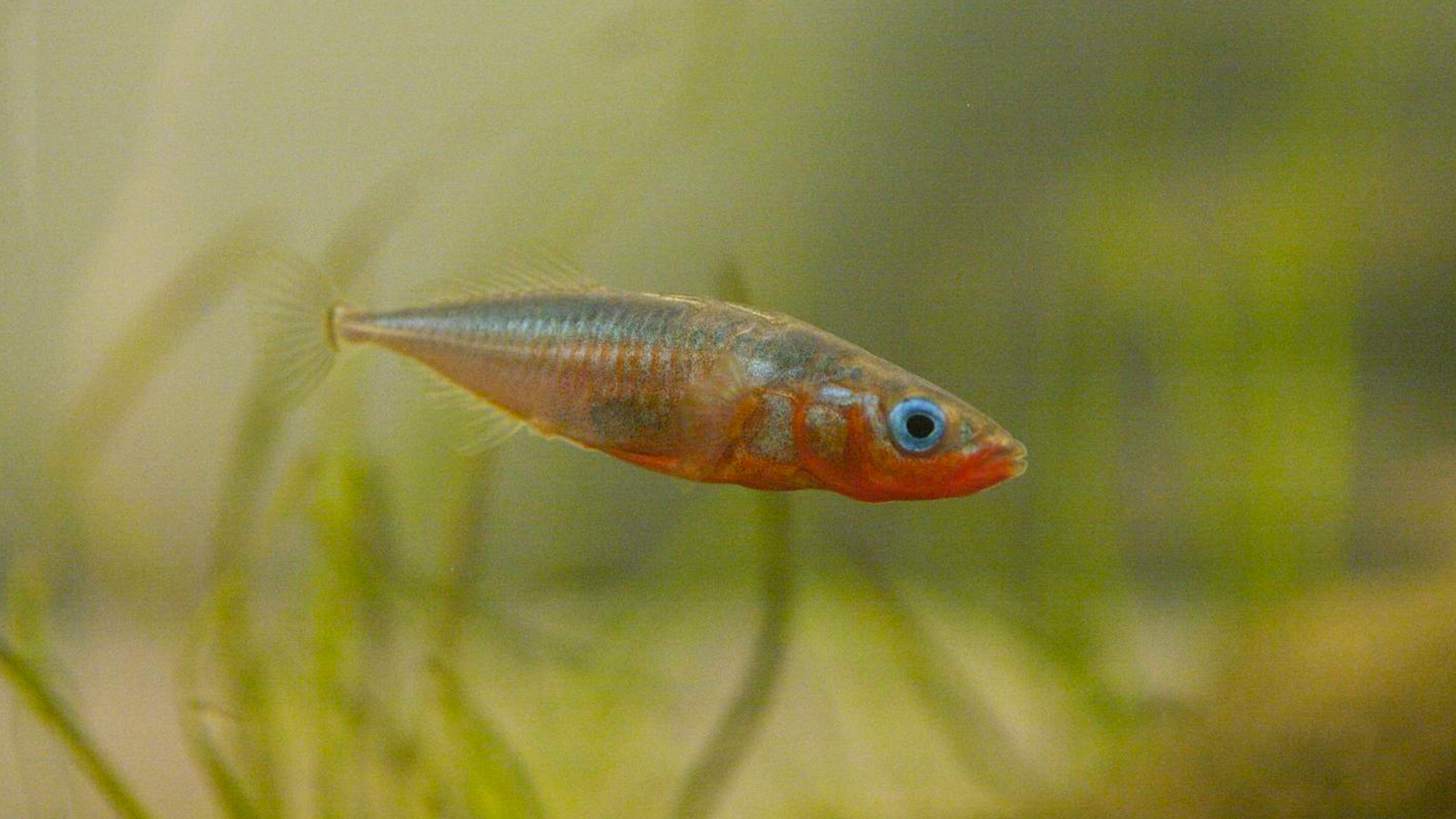 threespine stickleback