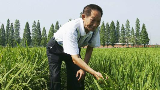 Yuan Longping Rice