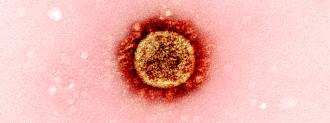 coronavirus transmission