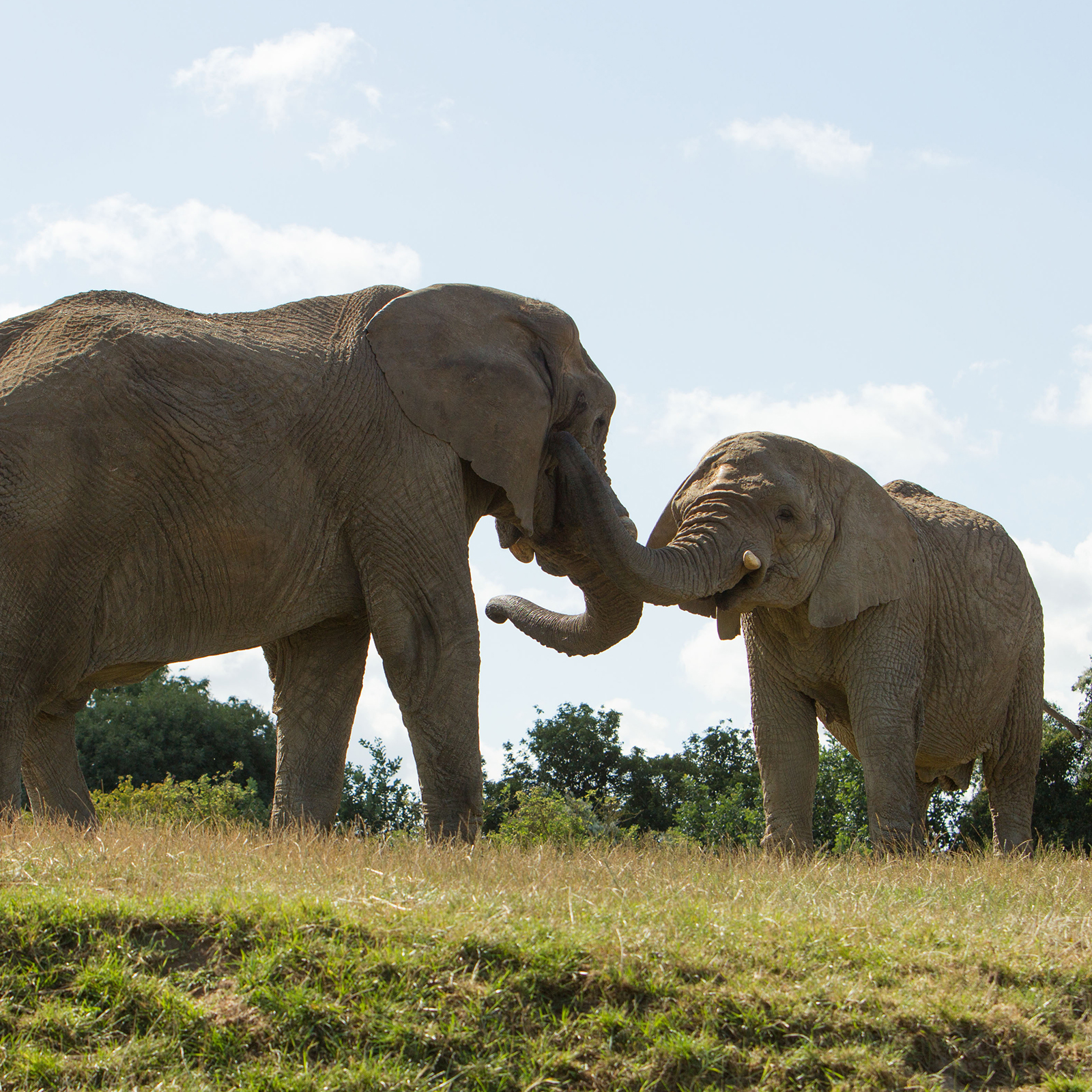 elephant rewilding