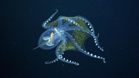 glass octopus