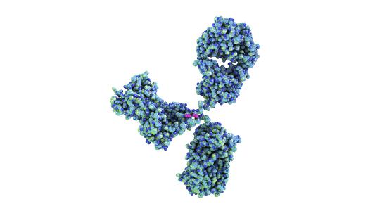 norovirus vaccine