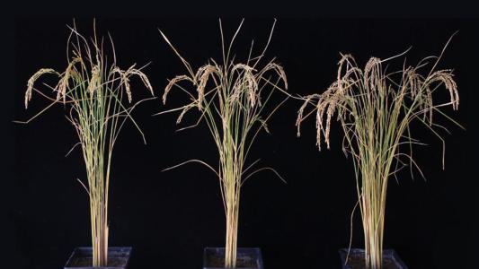 rice plants